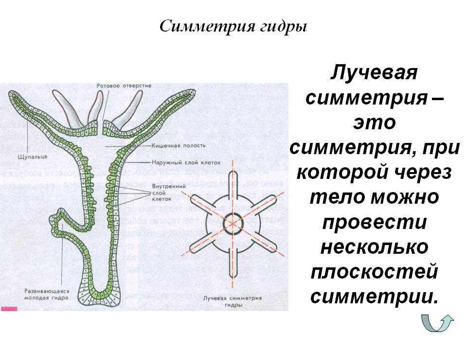 Кракен зеркало на сайт